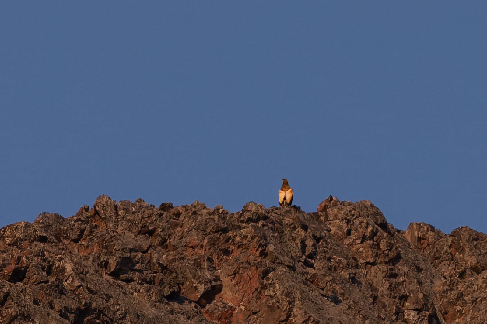image Altai Snowcock
